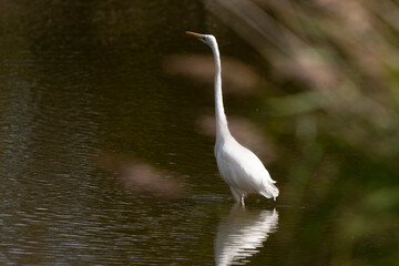Grande Aigrette