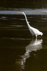 Grande Aigrette