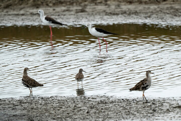 chevalier combattant, Chevalier culblanc, &eacute;chasse blanche