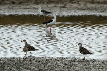 chevalier combattant, Chevalier culblanc, &eacute;chasse blanche