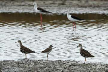 chevalier combattant, Chevalier culblanc, &eacute;chasse blanche