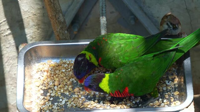 Two coconut lorikeets (Trichoglossus haematodus) feed from a metal tray filled with seed and grain, with a small Eurasian tree sparrow (Passer montanus) visible in the background.