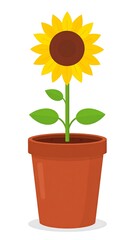 Obraz premium Vibrant sunflower in a terracotta pot against a clean white background