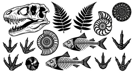 A collection of detailed black and white illustrations of fossils including a dinosaur skull, ammonites, fish skeletons, fern leaves, and dinosaur footprints. © Mira