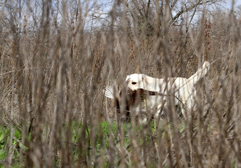 A hunting labrador retriever dog in the field