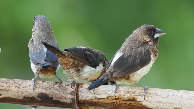 Group of White-rumped Munia Birds Perching Together on a Bamboo Stick, Small Passerine Birds in the Wild, Social Bird Behavior in Natural Environment.