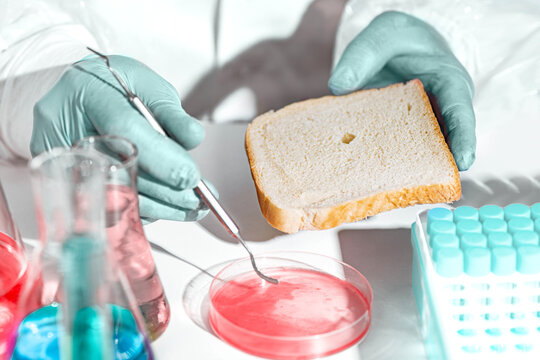 Bread, laboratory, scientific food analysis with gloved hands testing composition for quality control, GMO screening, artificial additives and product safety checks.