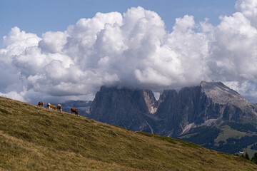 Fototapeta premium Cows grazing on green meadows of Seiser Alm under dramatic clouds, Italy.