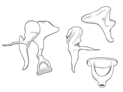 耳小骨　Auditory ossicles