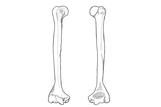 上腕骨　Humerus