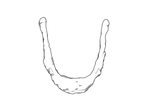 舌骨　Hyoid