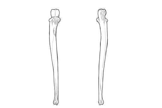 尺骨　Ulna