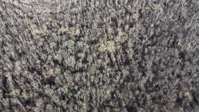 Aerial view of a dense forest blanketed with bare trees, their branches creating a textured tapestry of gray and brown, Wittelsheim, Grand Est, France.