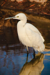하천 속 백로 (왜가리) profile egret