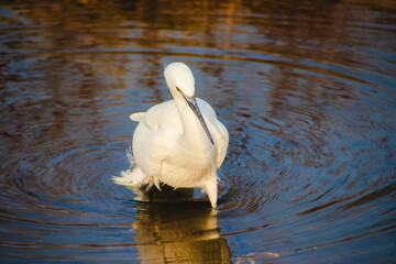 하천 속 백로 (왜가리)