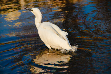 사냥하는 백로 (왜가리) a fish-hunting egret