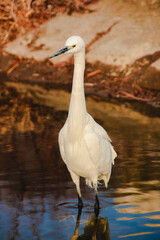 하천을 걷는 백로 (왜가리) egret