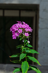 Side View of Magenta Flower Against Urban Wall