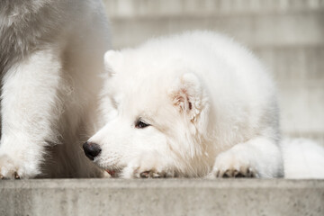 Samoyed puppy dog is sleeping on the stairs