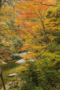 日本　広島県山県郡安芸太田町にある峡谷、三段峡の川沿いの紅葉した木々