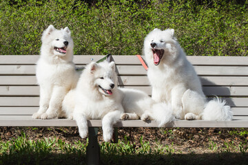 Samoyed White dogs are sitting on a bench