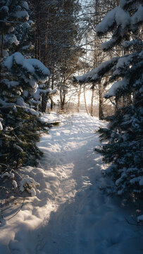 A snow-lined trail between two walls of conifer branches bowed under fresh snow. The sun sitting low and warm behind. Quiet, intimate slice of winter