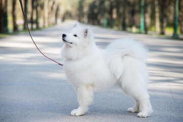 Samoyed white dog on a leash on park road Mezaparks, Latvia