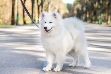 Samoyed white dog on a leash on park road Mezaparks, Latvia
