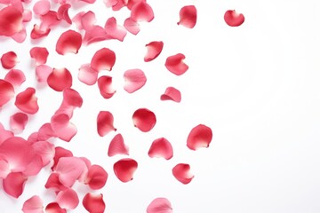 Rose petals backgrounds flower celebration.