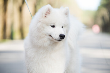 Samoyed white dog on a leash on park road Mezaparks, Latvia