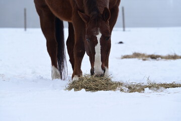 Braunes Pferd mit sch&ouml;ner Blesse steht im Schnee und frisst Heu