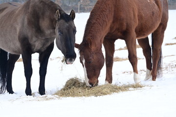 Zwei Pferde stehen auf einer schneebedeckten Weide und fressen Heu vom Boden