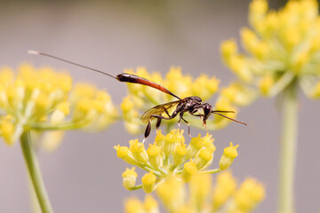 gast&eacute;ruption sp