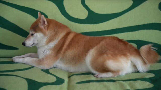 A red Shiba Inu dog with a curled tail lying comfortably on a sofa and yawning showing the tongue; calm slippy shiba inu is laying on the green patterned sofa at home 
