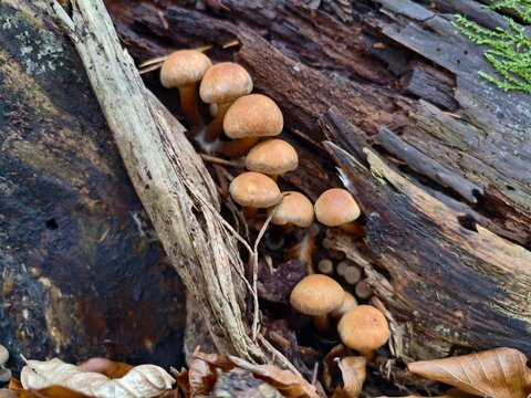 diminutive mushrooms on decayed timber, small fungi densely gathered on decomposing wood surface
