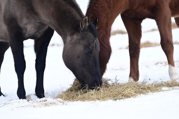 Zwei Pferde stehen auf einer schneebedeckten Weide und fressen Heu vom Boden