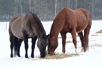 Zwei Pferde stehen auf einer schneebedeckten Weide und fressen Heu vom Boden