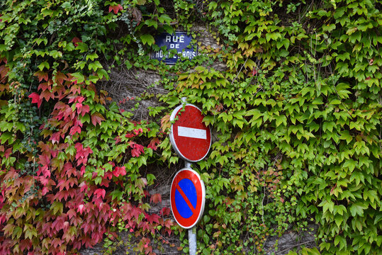 Ivy and Red Autumn Foliage on a Wall in the City Center of Honfleur, Normandy, France