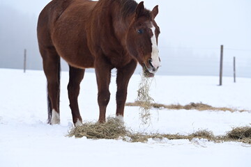 Braunes Pferd mit sch&ouml;ner Blesse steht im Schnee und frisst Heu