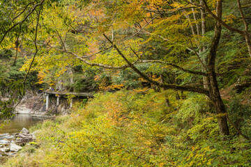 日本　広島県山県郡安芸太田町にある峡谷、三段峡の川沿いの紅葉した木々