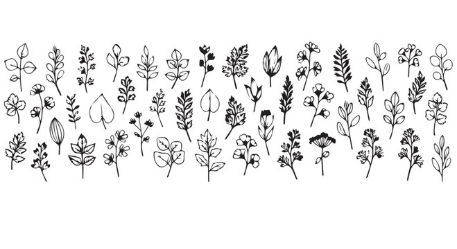 Collection of hand drawn black and white flowers, leaves, and plants on Transparent Background for design and decoration.