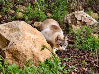 Naklejka premium Probing paws and alert feline stance, Quiet predator with keen senses scanning for hidden prey