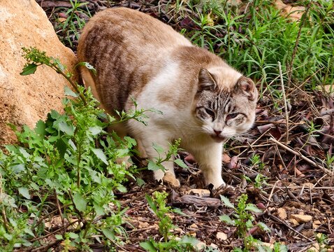 Urban stray observes cautiously nearby, Cautious feline peers from behind rock among dry leaves and stones