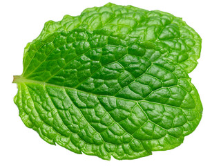 Fototapeta premium Two leaves of garden mint isolated on a white background. A popular ingredient in many food production processes. Clipping path.