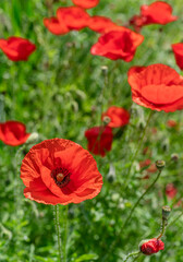 Fototapeta premium Vibrant red poppies flower in sharp focus, set against a blurred natural green field. This close-up shot captures the delicate petals and intricate dark center of the common poppy
