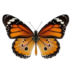 Obraz premium Vibrant monarch butterfly with striking orange and black wing patterns isolated on transparent background
