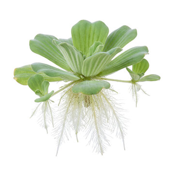 Pistia Stratiotes Water Lettuce Aquatic Floating Plant with Detailed Long Root System Isolated on Pure White Background