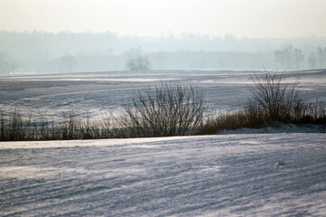 Krajobraz zimowy krzewy krzaki na polanie, las na horyzoncie w pięknym zimowym oświetleniu. © Monika