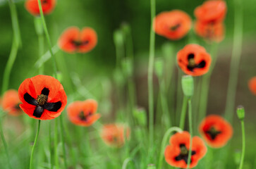 Wild red poppies flowers in green grass, nature background