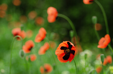 Red poppy flowers in green grass on a meadow close-up, nature background